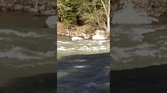 Архыз-лисичка у реки