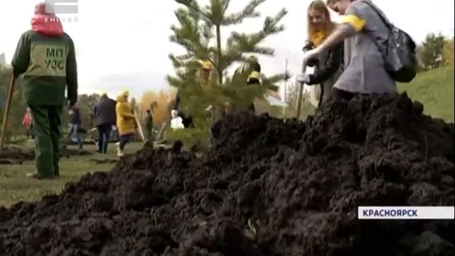 80 сосен и елей высадили в красноярском сквере Победителей