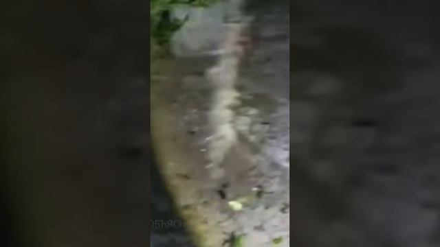 жиза?/shorts/люди/животные.