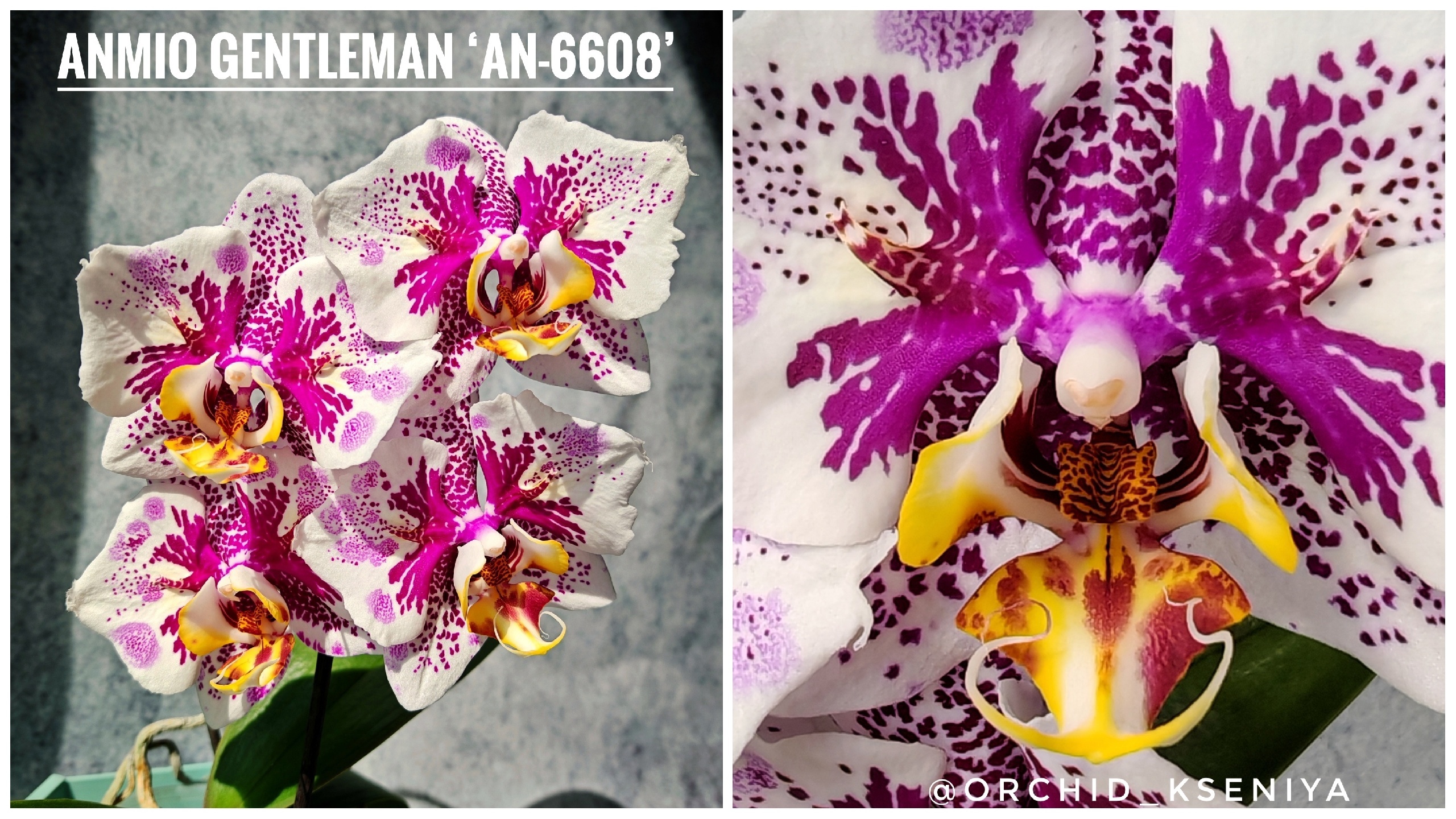 Phal. Anmio Gentleman ‘AN-6608’ 🎩🥸 Второе цветение азиатской орхидеи бабочки Анмио Джентльмен 🌺