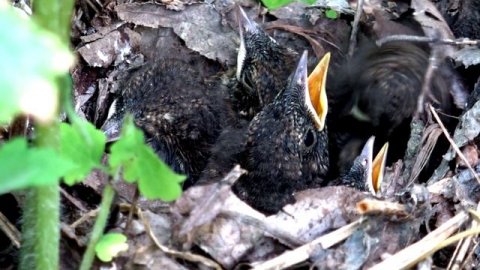 Соловей кормит птенцов / Редкие кадры Восточного соловья / птенцы соловья голос соловья голоса пти