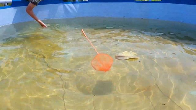 НОВЫЙ НАДУВНОЙ БАССЕЙН ДЛЯ МАТВЕЯ И МАКАРА | Матвей и Макар весело играют в бассейне | Детский влог