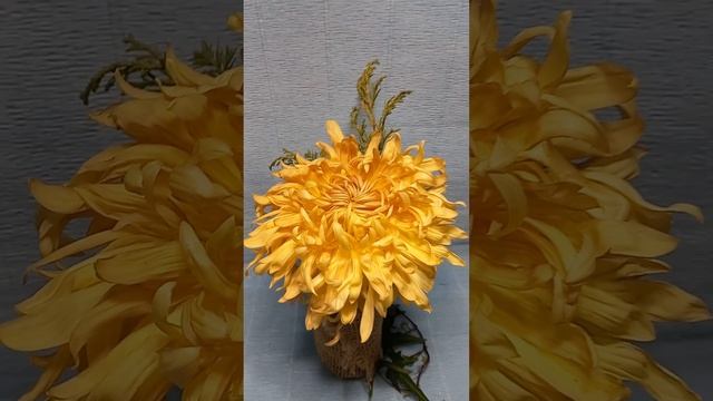 Сорта хризантем   #хризантема #chrysanthemum