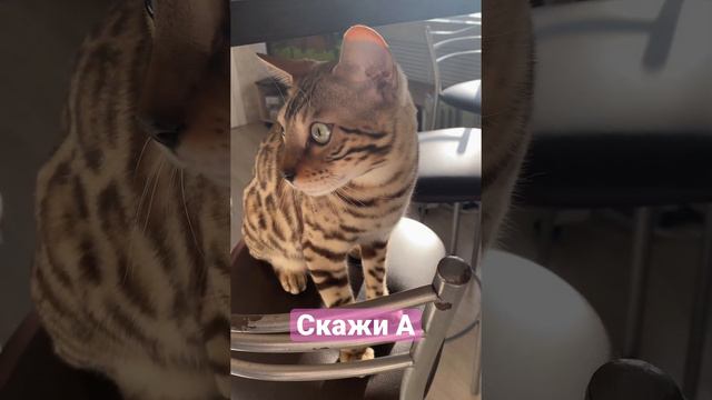 #бенгальская #бенгалы #котывидео Бенгал говорит