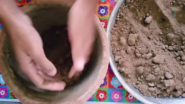 How to repot elephant ear plant | Elephant ear plant repotting | Elephant ear plant care