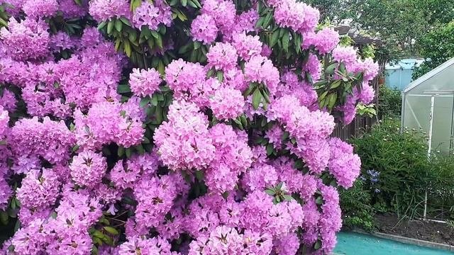 Дача в Германии. Рододендрон и папоротник. Каменц. Германия.