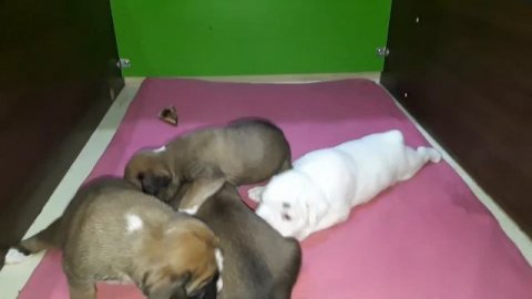 Щенки боксера, 3 недели