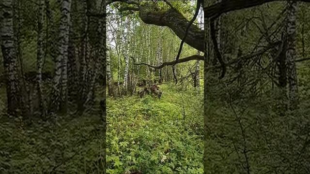 Сходили за грибочками)?