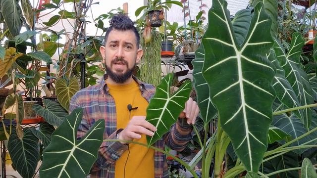 Alocasia Frydek Full Care Guide  2 Years Later