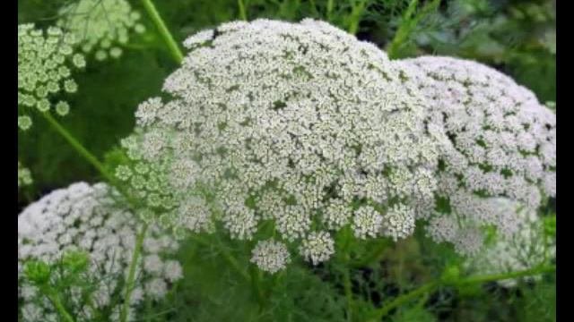Khella Herb Benefits