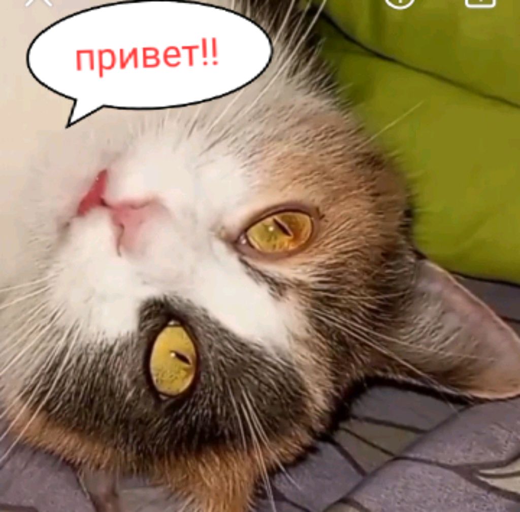 поговорим о кошках