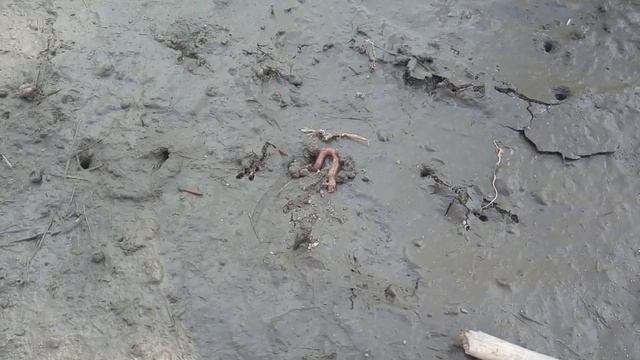 👧 Мороженое арбуз, дупло и дождевые червяки 🌳
