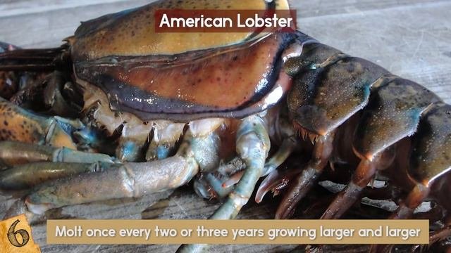 INCREDIBLE Animal Superpowers!