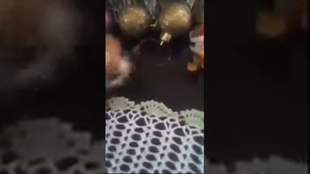 Мои Носки