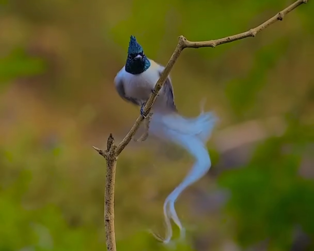 Beautiful bird dancing 😍
