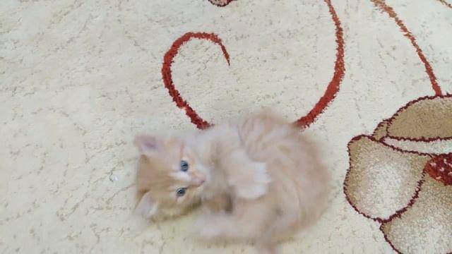 Как приятно валятся на мягком паласе, смешной))) Озорной весёлый котик Тиша.mp4