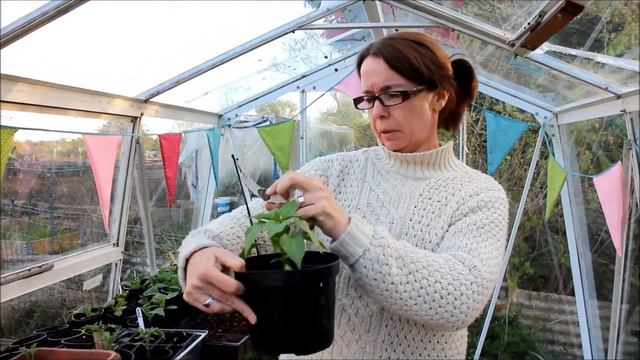 Jane's Allotment - April 28th 2015