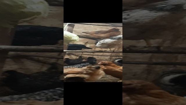 Простокуры
