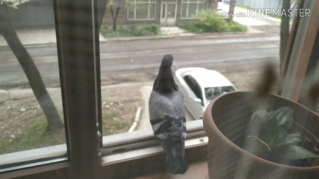Голубь залетел в окно и не хочет уходить!? К деньгам или к хорошим вестям?!