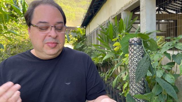 Anthurium clidemioides - Plantas para Urban Jungle | Sítio E-Jardim
