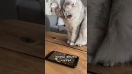 Почему кошки любят пакеты #кот #коты #shorts