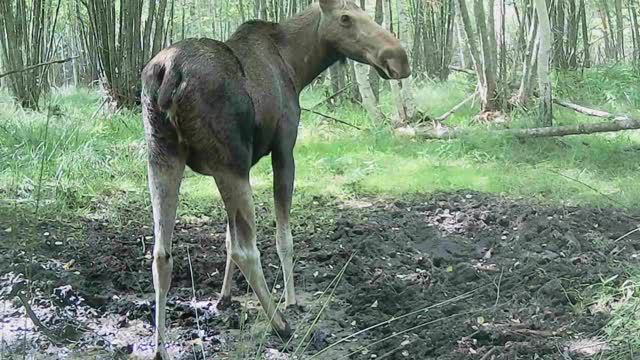 Лоси в летнюю жару