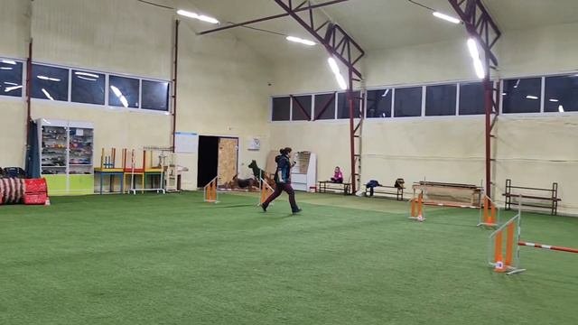 Airedale Terrier Agility