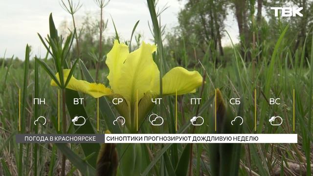Тепло и дождь: погода на неделю в Красноярске
