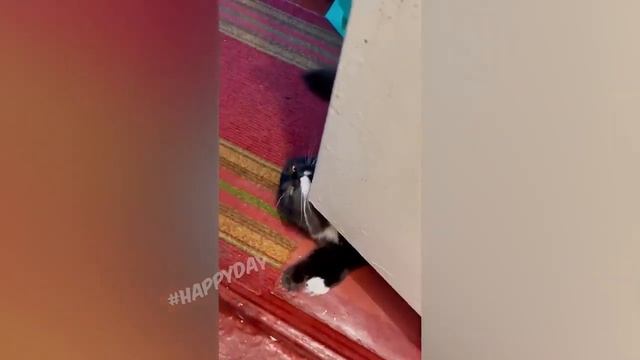 Смешные видео с кошками_Приколы с собаками_Приколы с животными_Очень смешные животные (720p).mp4
