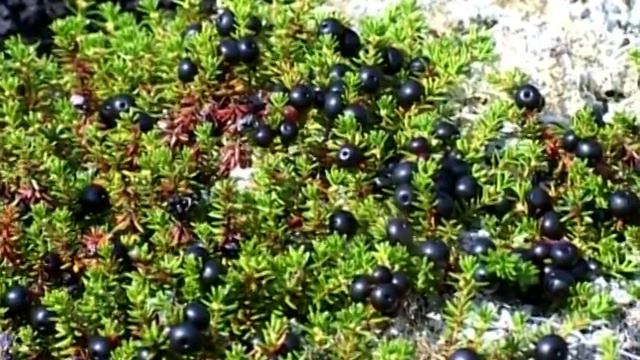 Якутия. Сунтар Хаята - Жёлтые маки