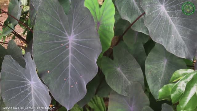 Colocasia Esculenta Black Magic  Ornamental Plants  ?? Panama 