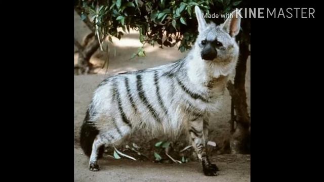5 самых  необычных животных