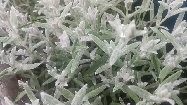 Весна СИБИРИ,  после майского дождичка 🌱 Spring in Siberia
