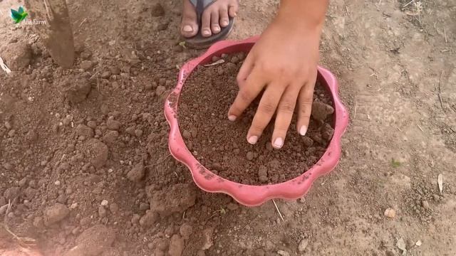 Grafting mango tree with watermelon yields a lot of fruit