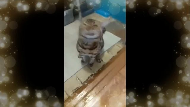 КАК КОТЁНОК ЁШКА ЧИХАЕТ!!!