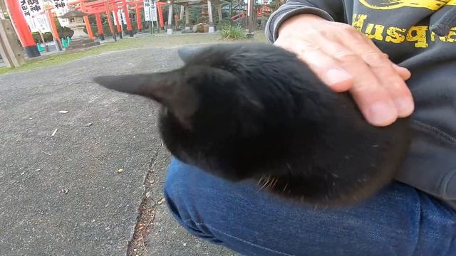 神社にいた黒猫を撫で撫でしたら膝の上に乗ってきた