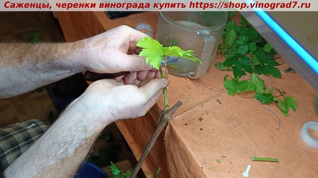 Летняя настольная прививка винограда на вегетирующие саженцы винограда, Пузенко Наталья Лариасовна