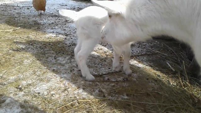 Козленок зааненский впервые вышел "в свет" ))