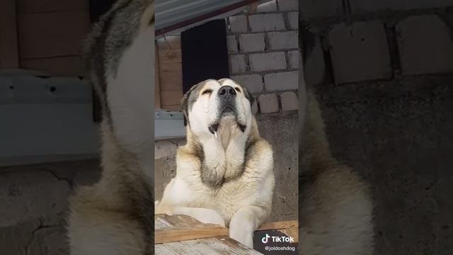 Собака алабай злой ?