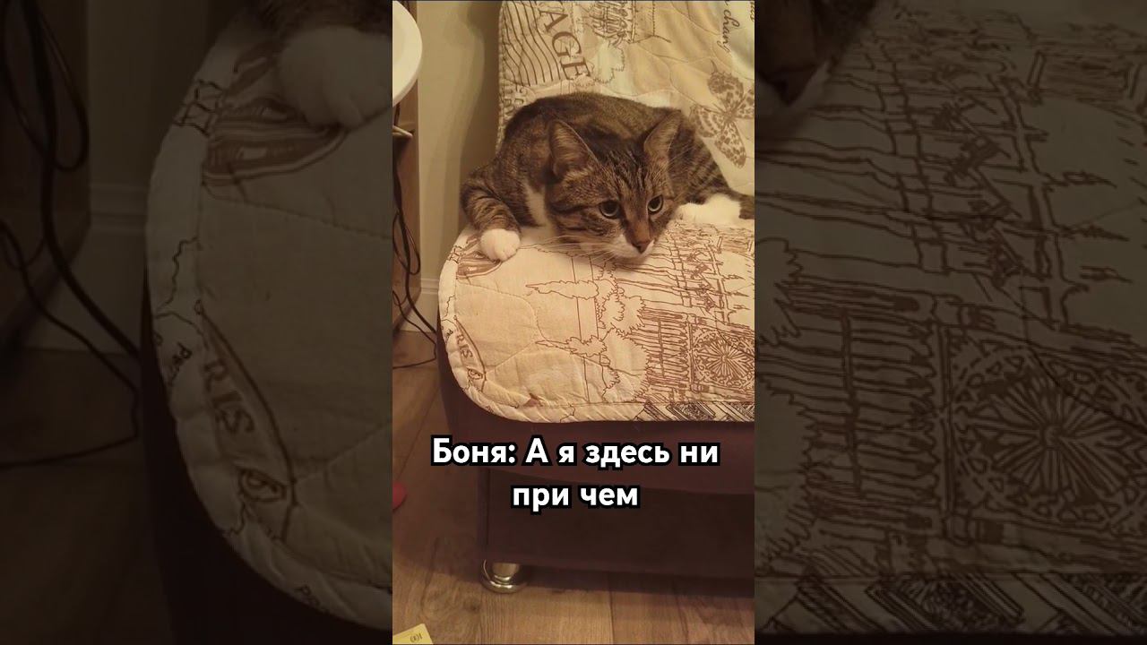 Тиша занят любимым делом  #котик #cat #Милота #Тиша #Боня #kitten  #catlover