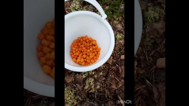 Морошки нет!!! Или...?