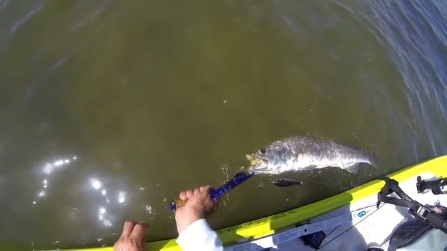 Gulp, vs Pro-Cure, vs Fishbites