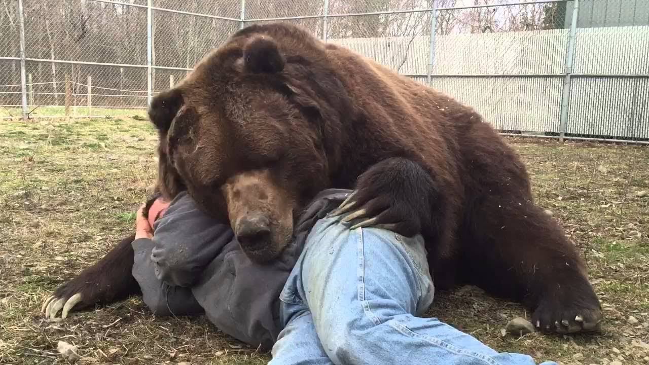 Медведь бурый с человеком фото