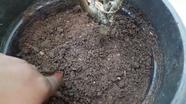 ഒരില പോലും ഇല്ലാത്ത റോസിലും പൂ വിരിയിക്കാം /How to save a dying rose plant.