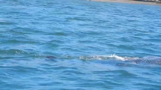 Butanding nakita sa Albay Gulp | Malapit sa Legazpi City Boulevard | Whale Shark