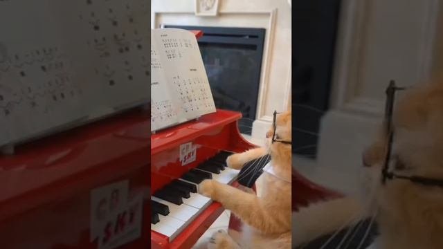 кот-музыкант