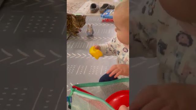 Бенгальская киса грызёт неваляшку, Маня кормит её бананами.