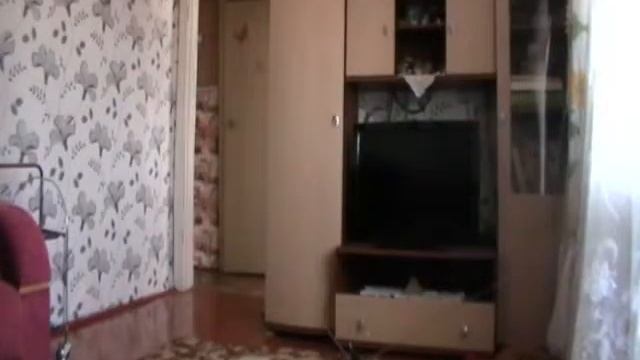 собака Пудель Скрытая камера