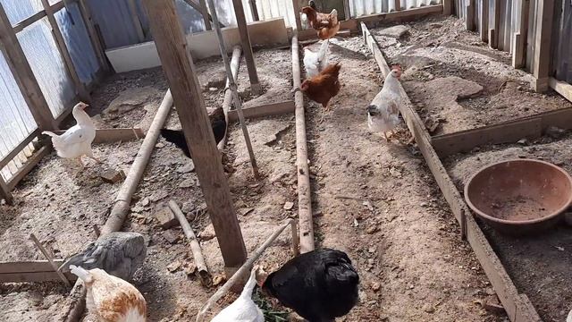 Пасха в Германии??прячем пасхальные яйца??домашние куры?