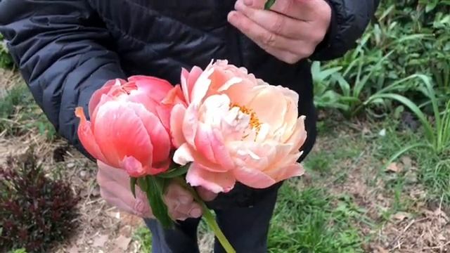 Peony Comparisons Pink Hawaiian Coral  Coral Charm